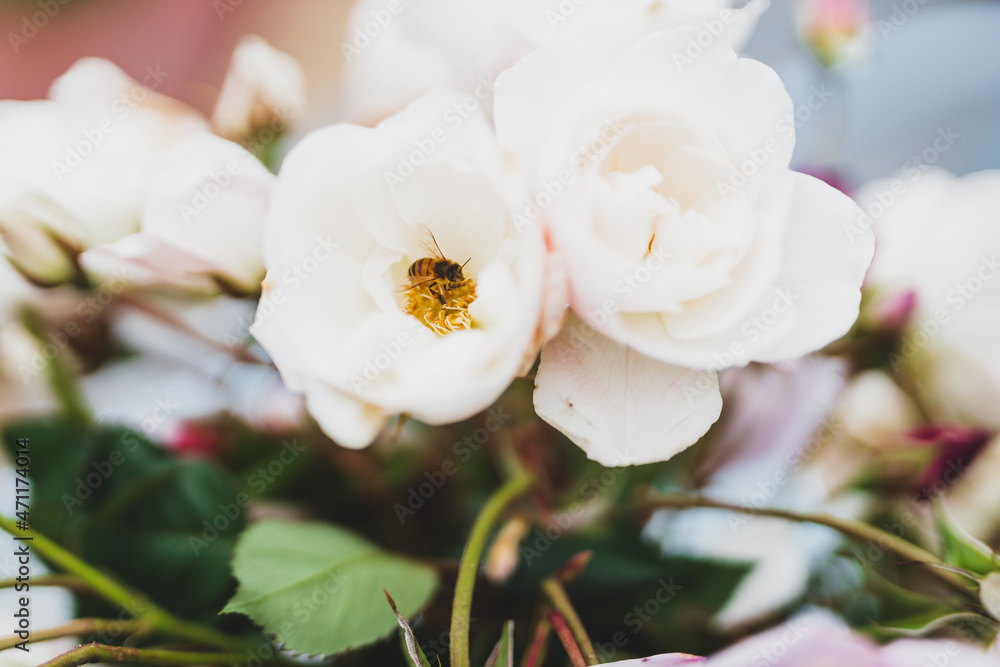 Obraz premium close-up bee flying over of bunch of rose flowers in vase on top of outdoor table