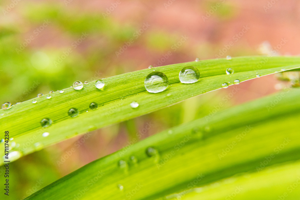 Naklejka premium grass with dew drops
