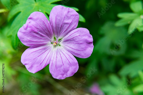 close up of a purple flower © M.Poulin Photographe