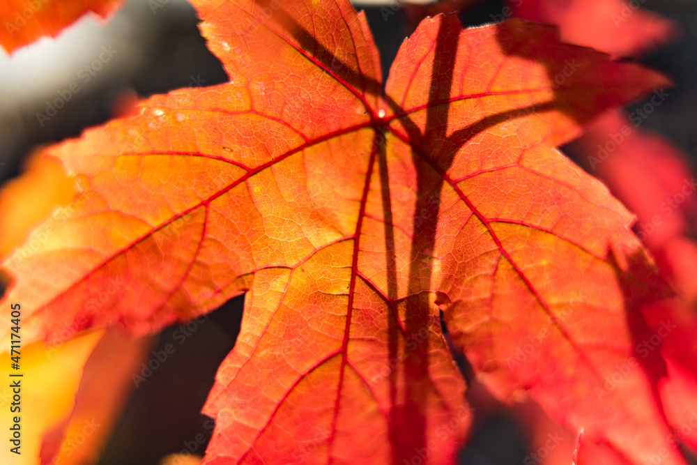 Obraz premium red maple leaves back lighted