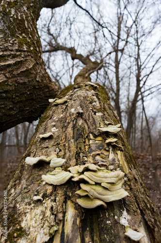tree trunk with mushroom