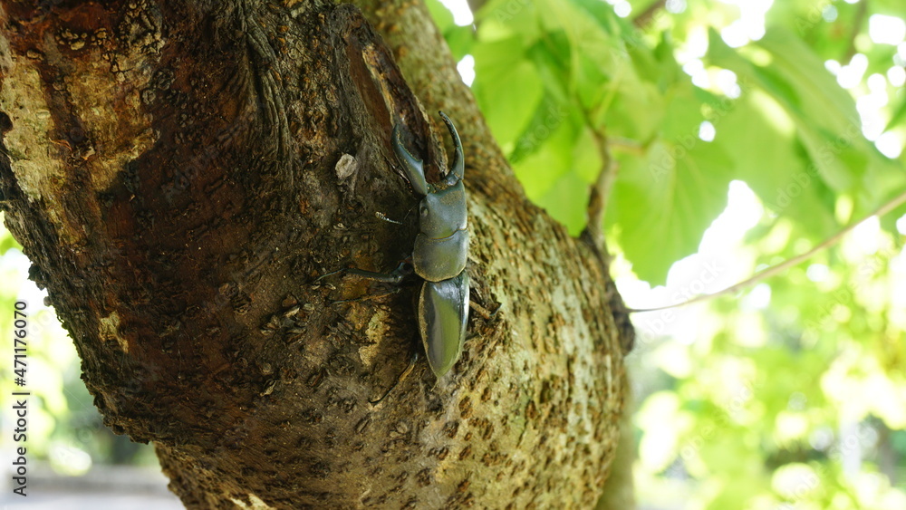 Obraz premium お散歩始めるクワガタ