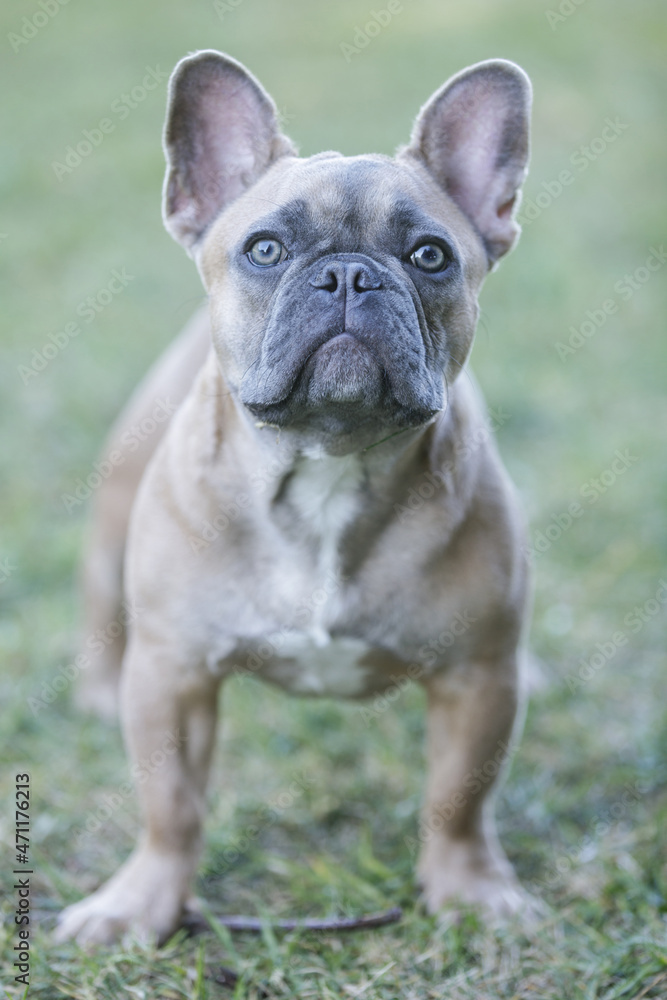 Expressive 6-Month-Old Blue Sable Male Frenchie. Off-leash dog park in Northern California.