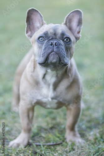Expressive 6-Month-Old Blue Sable Male Frenchie. Off-leash dog park in Northern California. © Yuval Helfman