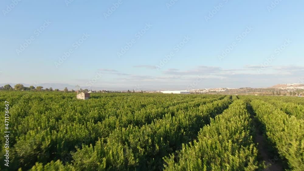 Rows Of Green Citrus Crop In Orange Farm Near Algorfa, Spain. Rows Of Green Citrus Crop In Orange Farm Near Algorfa, Spain.