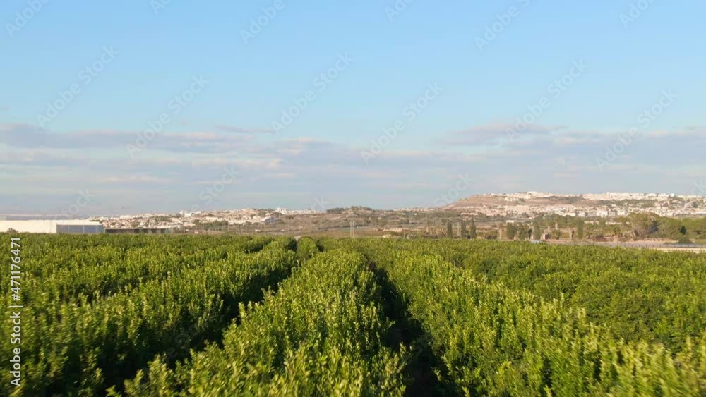 Green Citrus Crop Farm Field Rows Near Spanish Mediterranean Town Algorfa, Spain. Green Citrus Crop Farm Field Rows Near Spanish Mediterranean Town Algorfa, Spain.