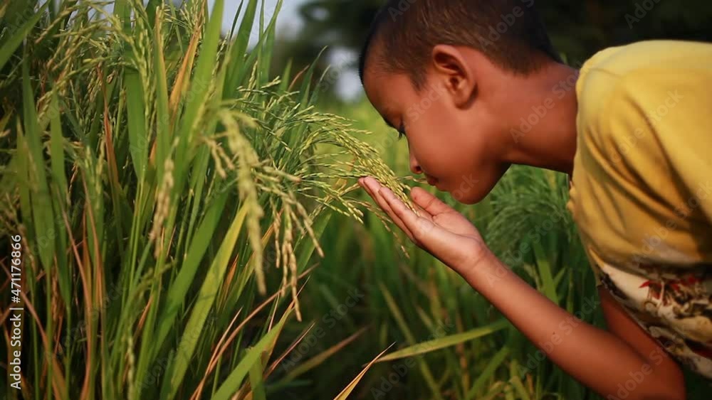 boy playing and inhaling the smell of basmati rice grains boy playing and inhaling the smell of basmati rice grains