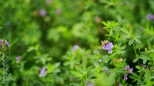 Wallpaper Mural Purple alfalfa flower growing in a field and gently blowing in the wind. Medicago sativa. Slow motion. Torontodigital.ca