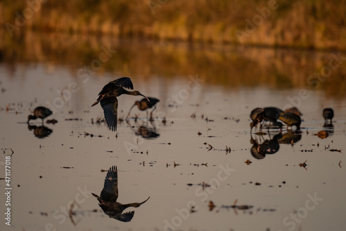 long-billed curlew flying over a rice field