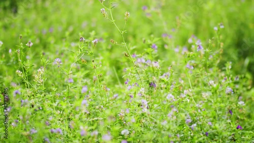 Purple alfalfa flower growing in a field and gently blowing in the wind. Medicago sativa. photo