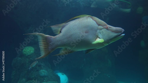 Hogfish Swimming In Fish Tank At Florida Aquarium In Tampa Bay, Florida. close up photo
