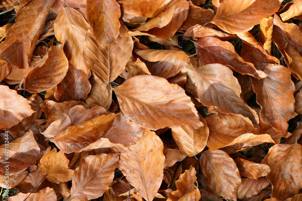 Pile of fallen autumn leaves on ground, top view Pile of fallen autumn leaves on ground, top view