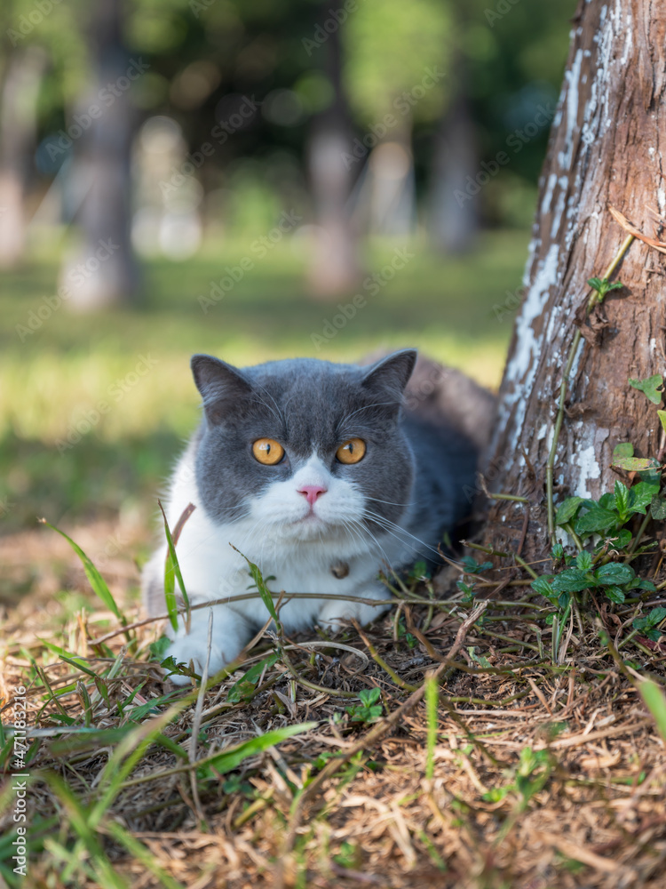 British shorthair cat playing on the grass in the park