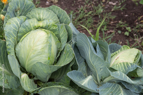 close up shot of a cabbage in the organic garden