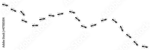 Ants chain marching in trail searching food. Ant path isolated in white background. Vector illustration