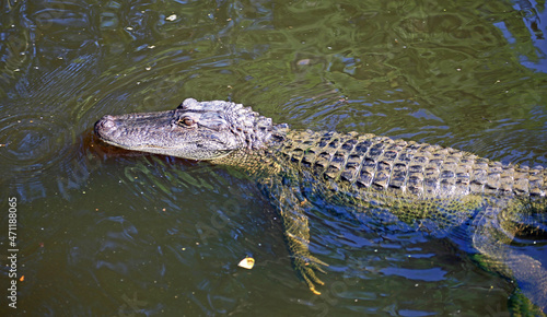 Alligator in Cajun Swamp