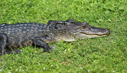 Alligator on grass