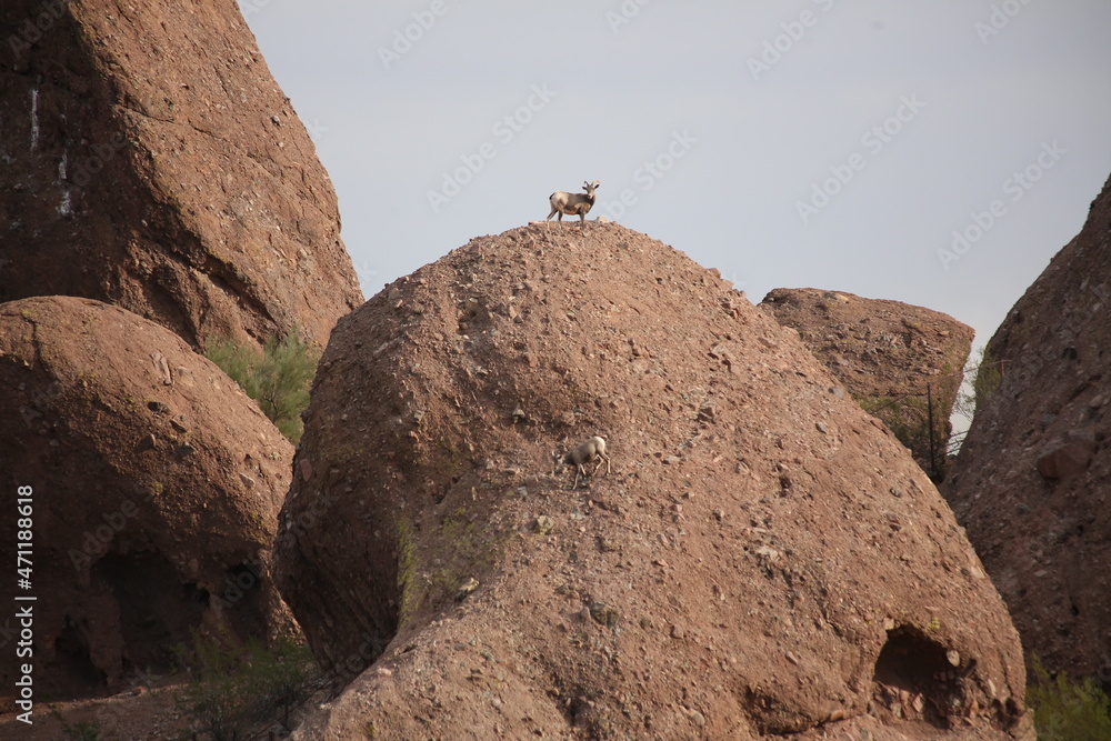 Goat on rocks
