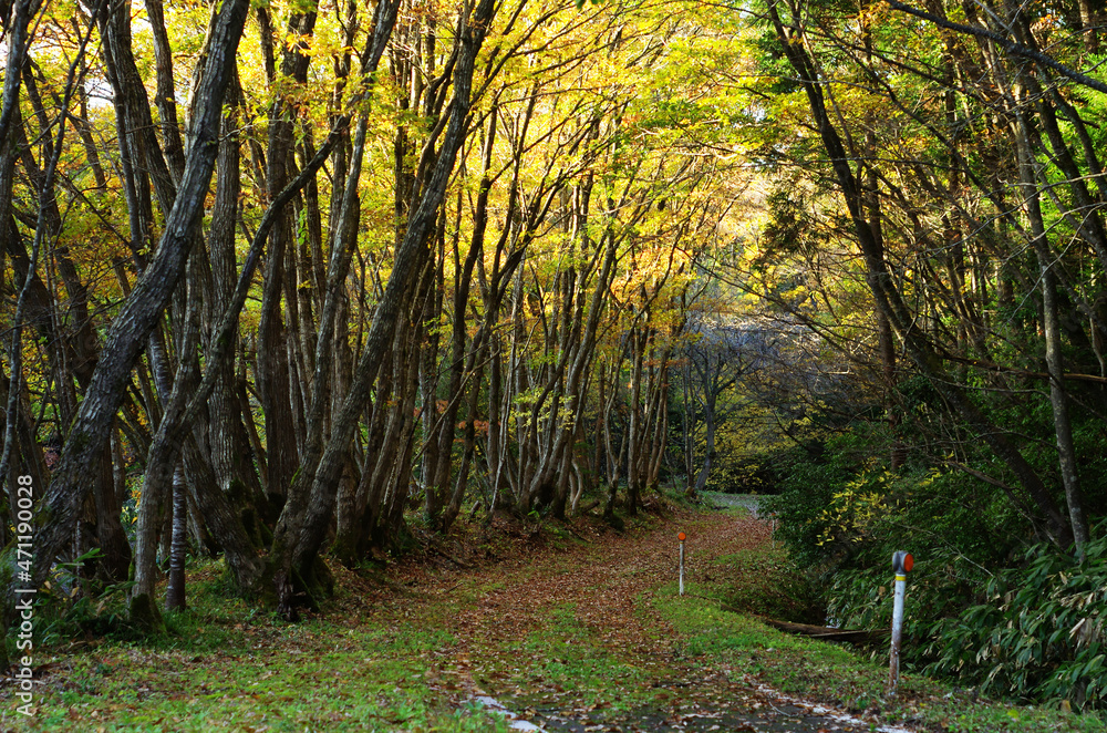 Fototapeta premium 秋の遊歩道