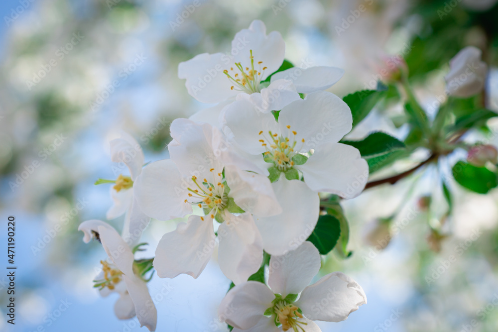 White flowers of an apple tree in early spring. White flowers of an apple tree in early spring.