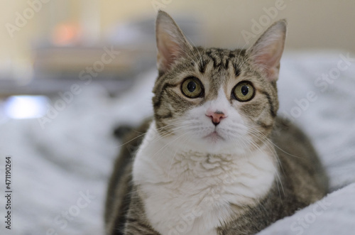 Portrait of a cat lying on a light soft blanket. Eyes wide open, looking forward at the camera and slightly up. Portrait of a pet in close-up. Attentiveness, curiosity, alertness. High quality photo.