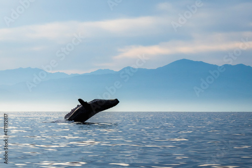 humpback whale bleaching in the ocean photo