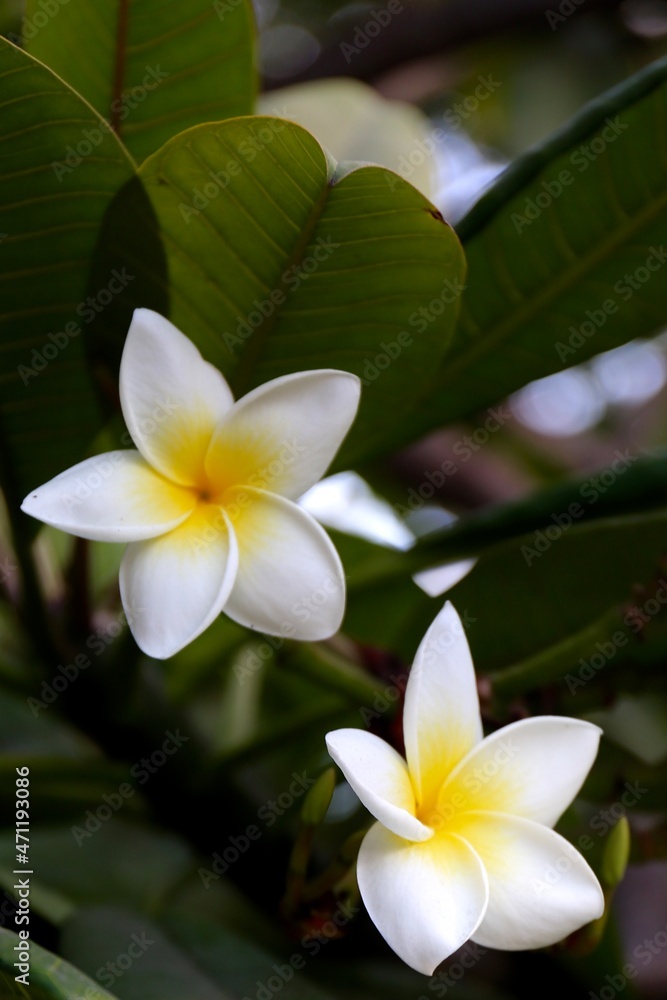 Fototapeta premium white frangipani flower on green leaf