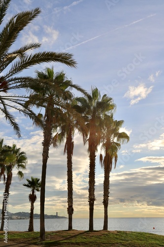 palm trees on the beach © Gnevkovska
