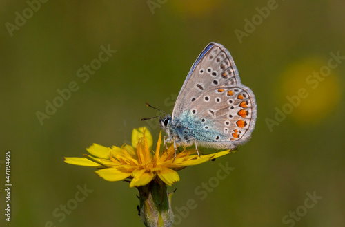 little blue butterfly on white flower, Polyommatus icarus