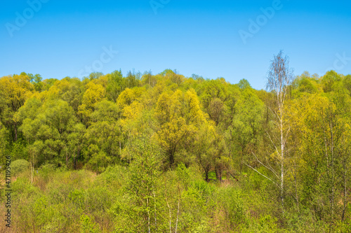 Spring forest on blue sky background. Spring park in sunny day