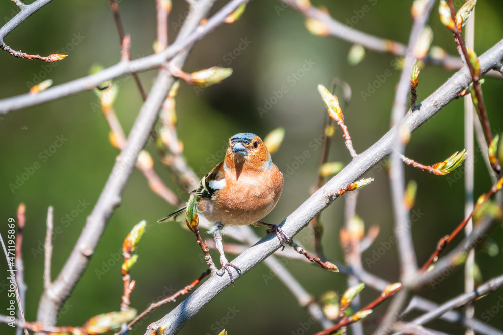 Common chaffinch, Fringilla coelebs, sits on a branch in spring on green background. Common chaffinch in wildlife. Common chaffinch, Fringilla coelebs, sits on a branch in spring on green background. Common chaffinch in wildlife.