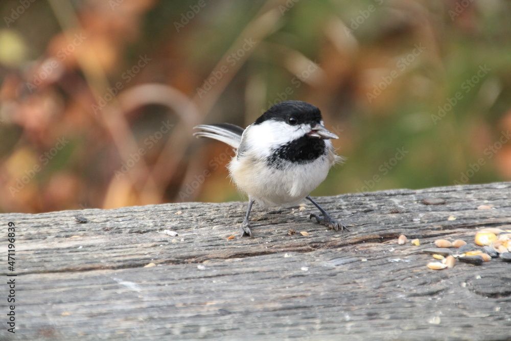 Naklejka premium black and white bird, Whitemud Park, Edmonton, Alberta