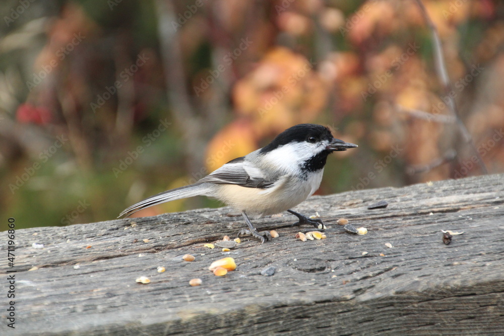 Obraz premium Bird Taking Seed, Whitemud Park, Edmonton, Alberta