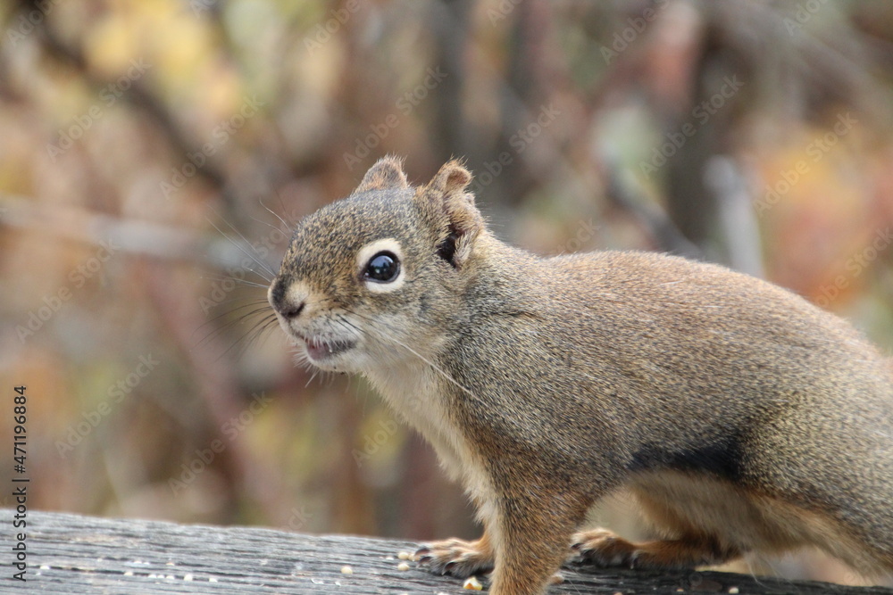 Naklejka premium squirrel in the park, Whitemud Park, Edmonton, Alberta