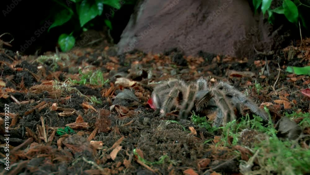Front close up view of walking Tarantula Front close up view of walking Tarantula