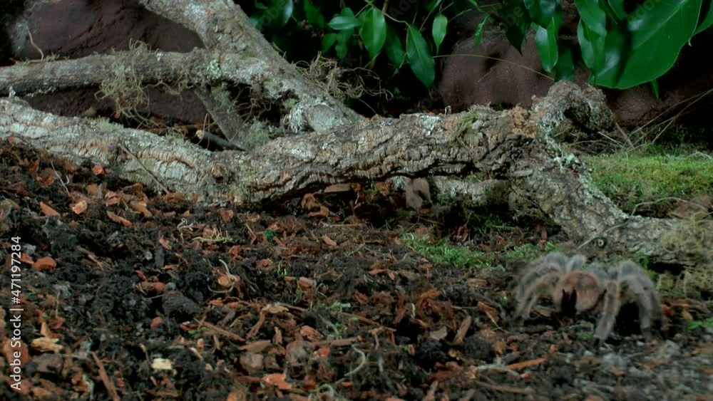 Front close up view of walking Tarantula Front close up view of walking Tarantula