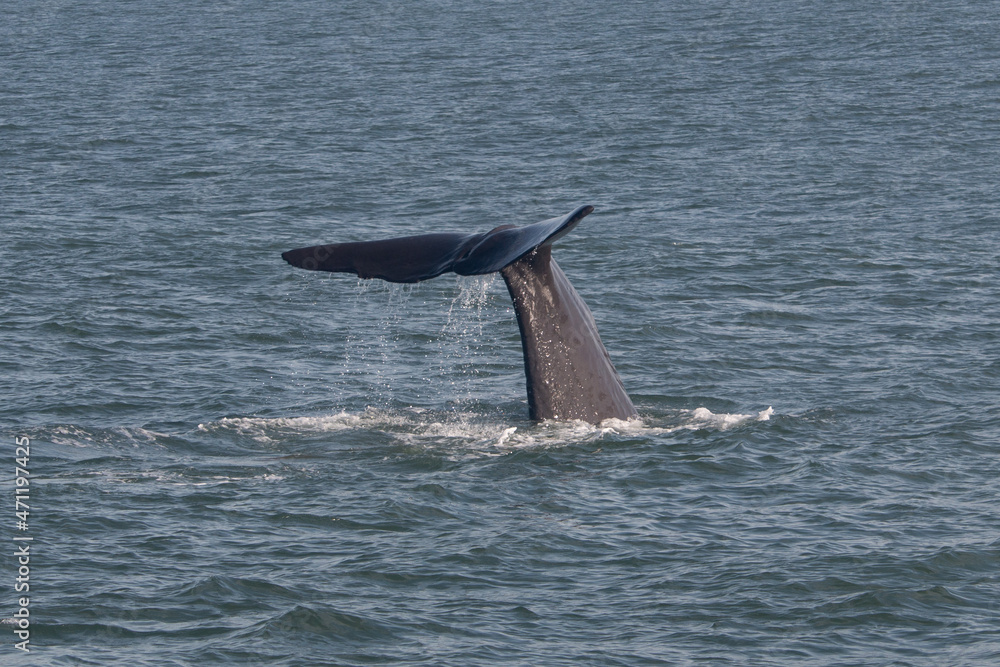 Naklejka premium A Diving Sperm Whale tail raising to splash the water. Taken Whale Watching in Kaikoura