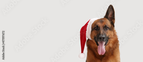 Cute German Shepherd dog in...