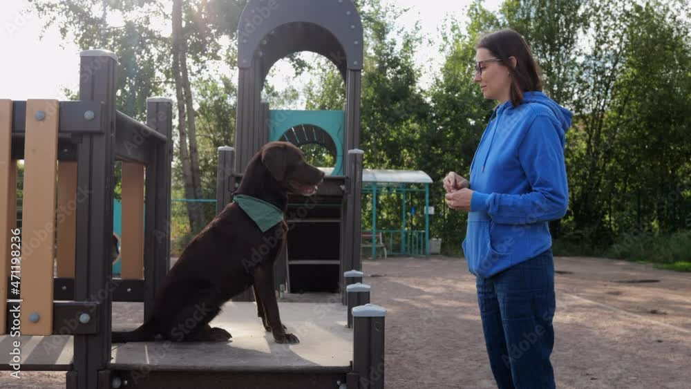 a-woman-and-a-chocolate-retriever-on-the-playground-are-engaged-in-dog