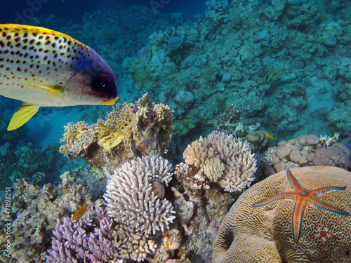 Starfish and tropical fish in a coral reef