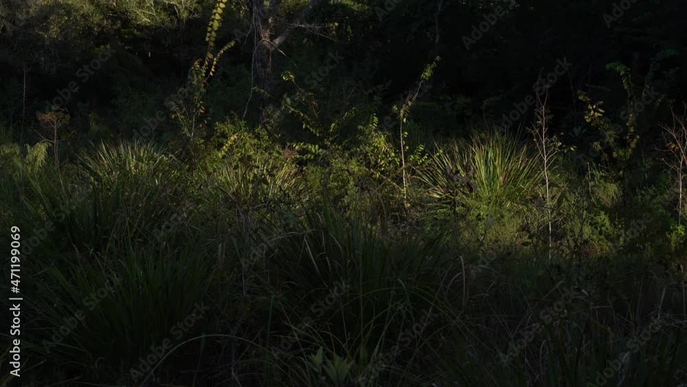 Tropical bushes to old dead tree in the middle of lush tropical reserve on west coast of Florida Tropical bushes to old dead tree in the middle of lush tropical reserve on west coast of Florida