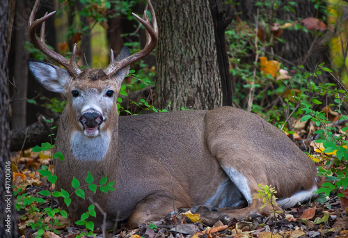 Whitetail Buck Resting In The Woods - Odocoileus virginianus