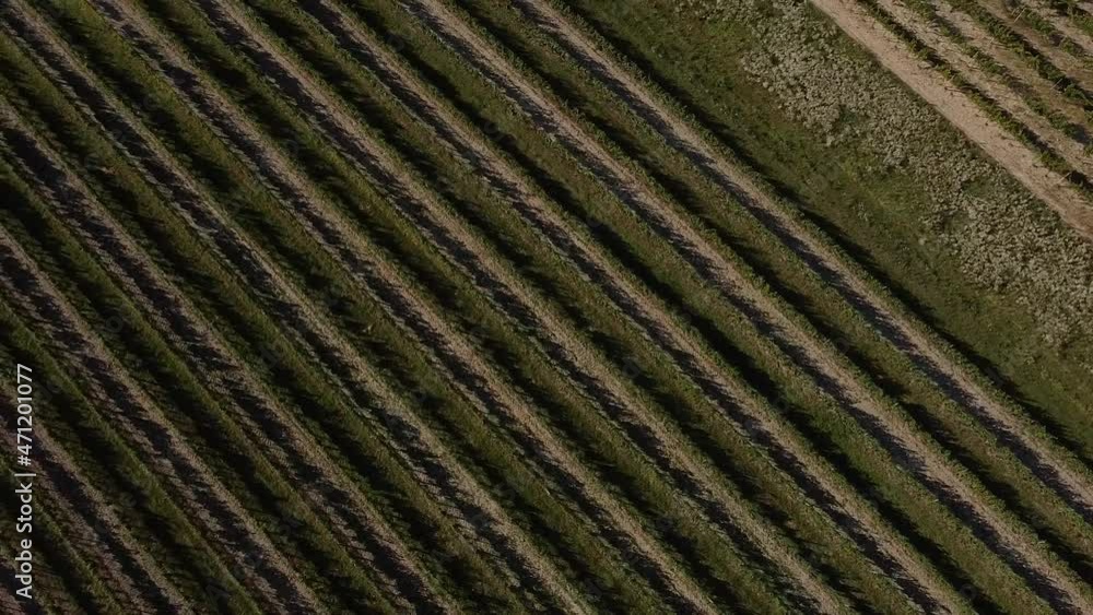 Bird's eye view Drone flies over vineyard in summer sunshine Bird's eye view Drone flies over vineyard in summer sunshine
