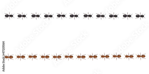 Red and black ants trails walking in a strait line.