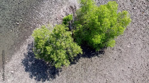 Birds eye view of coastal mangrove ecosystem on remote Atauro Island, Timor Leste, Southeast Asia. Rising aerial drone view of ocean vegetation photo