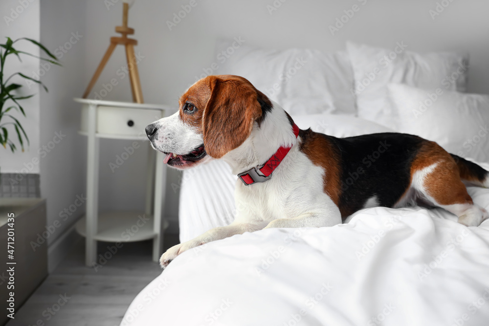 Cute Beagle dog lying on bed at home
