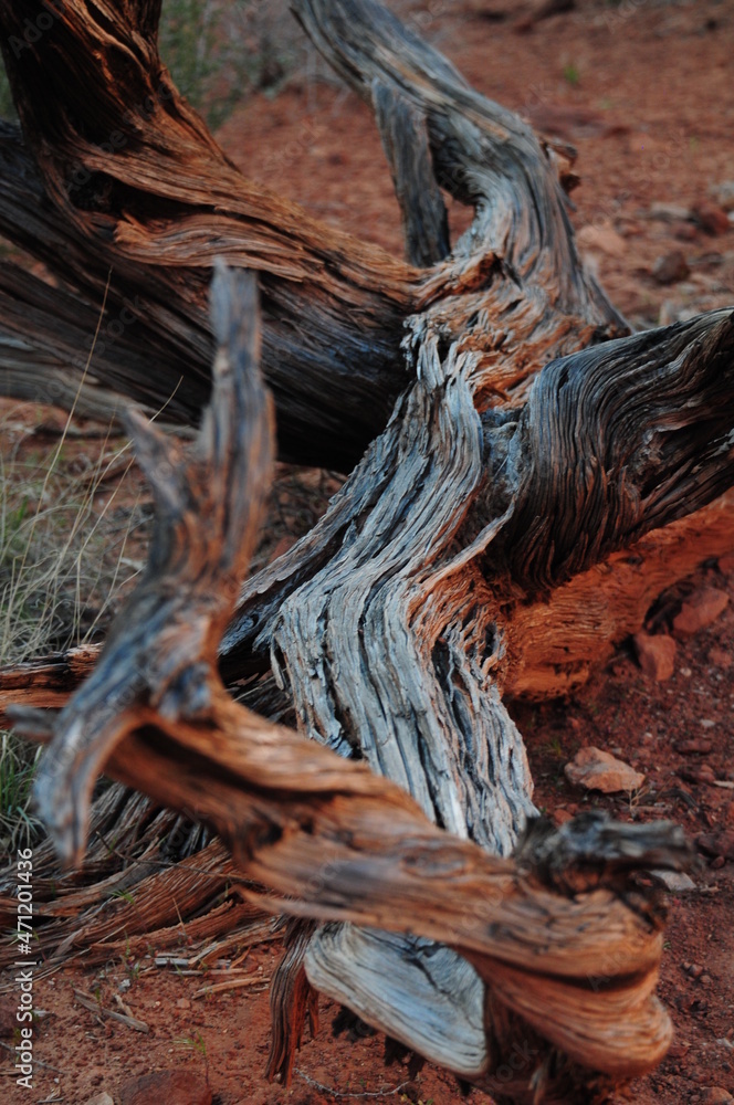 Abstract picture of a dead branch of a tree laying in a dessert background Moab Utah