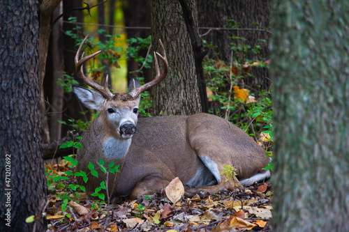 Whitetail Buck Resting In The Woods - Odocoileus virginianus