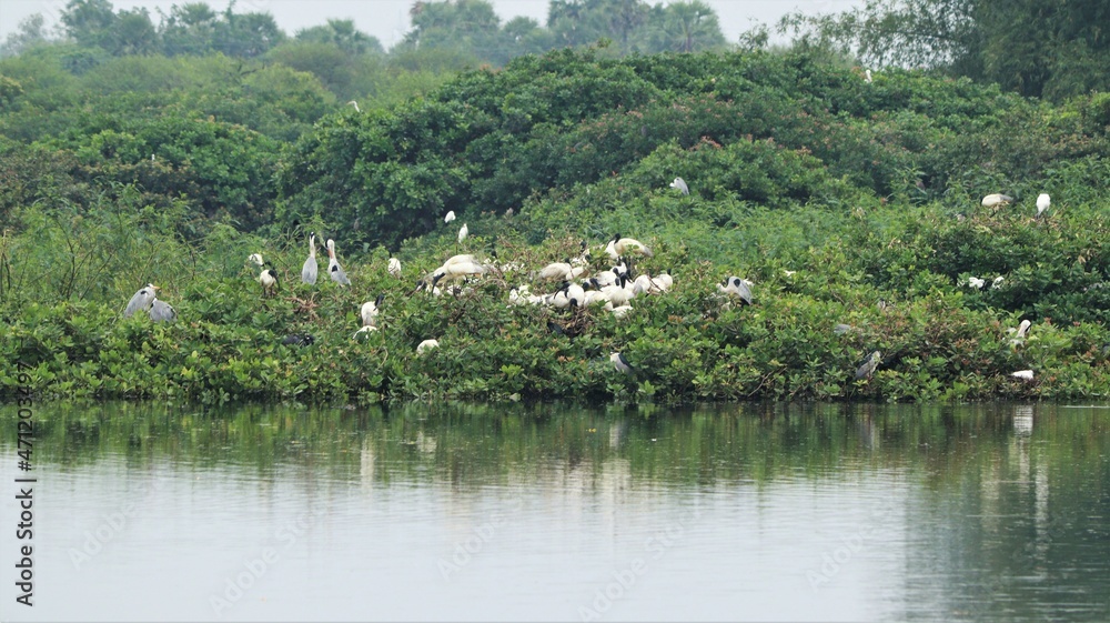 Vedanthangal Bird Sanctuary is home to green puzzles with white cranes and pelicans, storks and some birds at the Asian Open bill and Some birds are seated