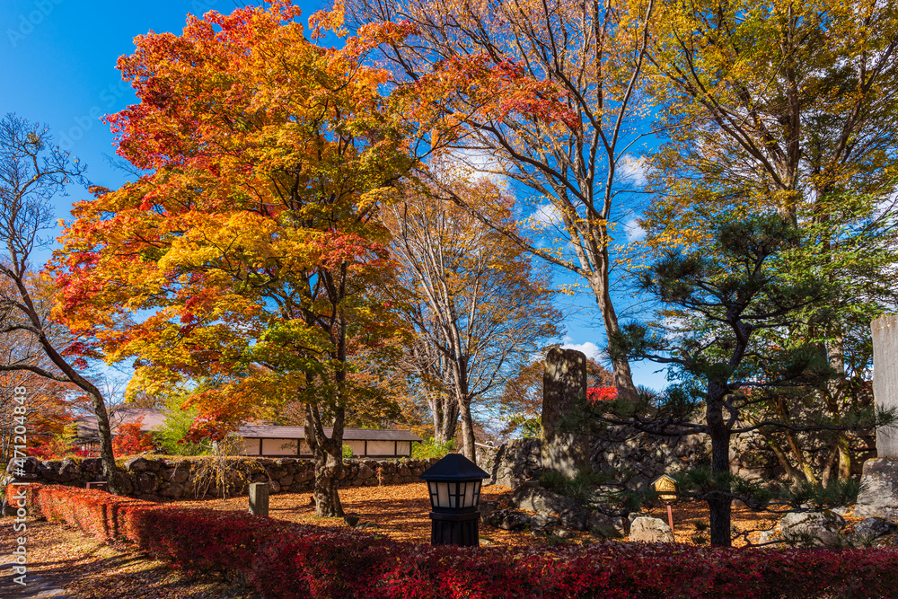 Naklejka premium Fantastic autumn leaves in Japan